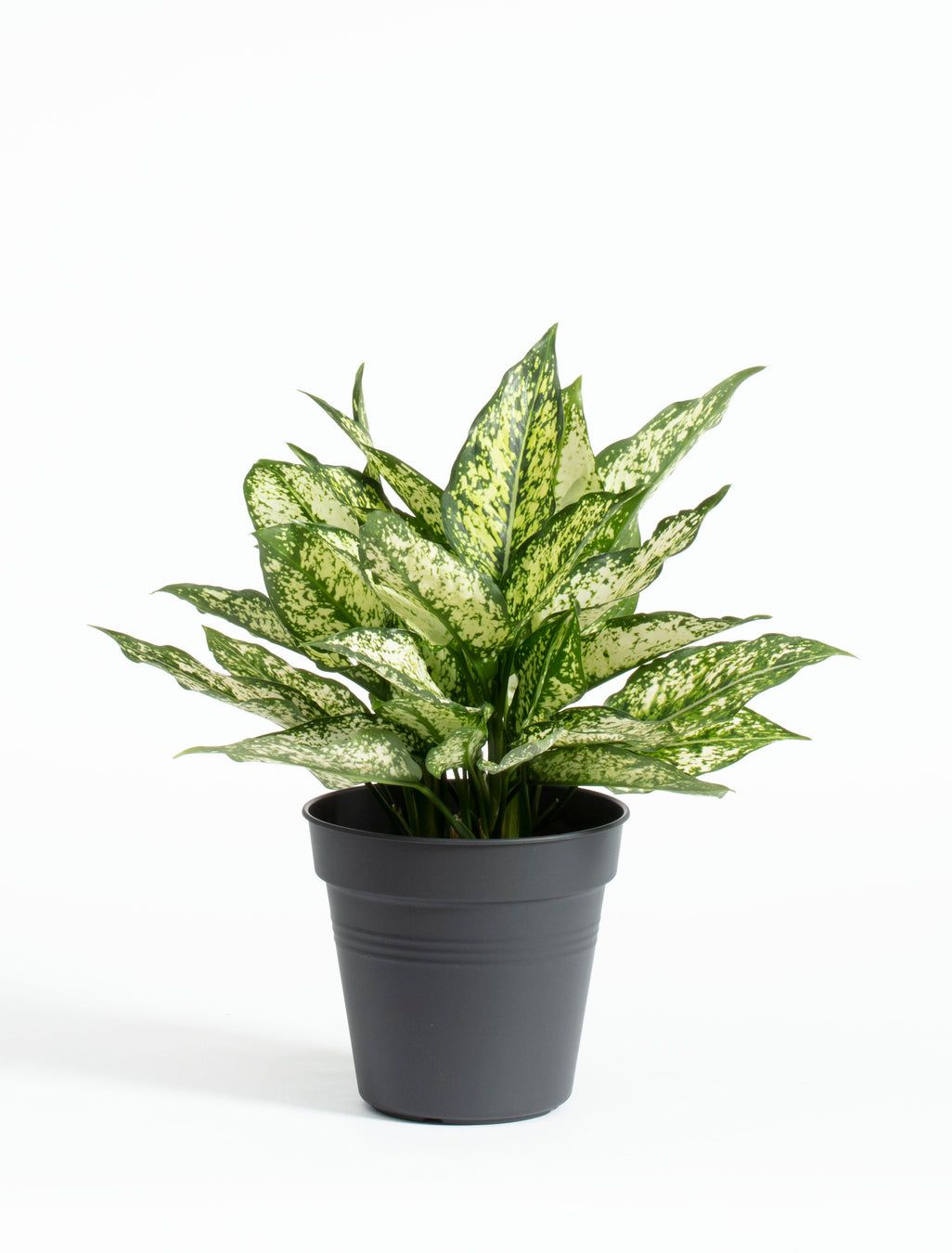 Aglaonema Plant (Aglaonema gida)